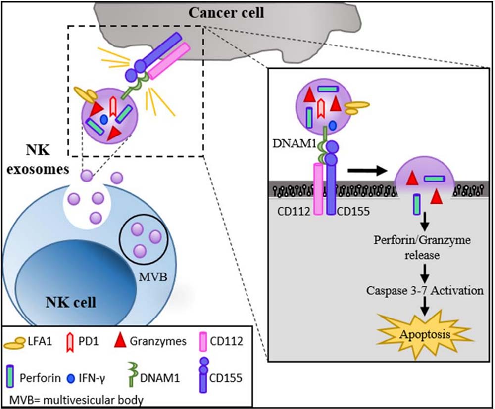 NK exosomes characterization and mechanism of action.